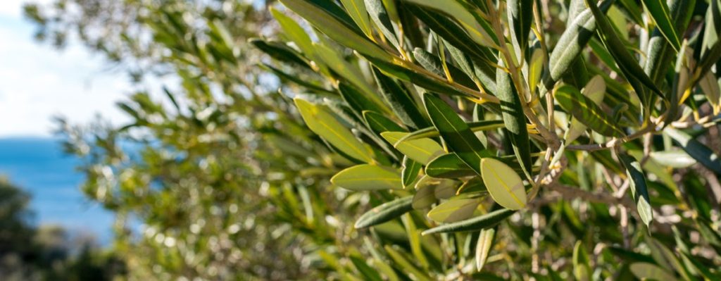 листья оливкового дерева