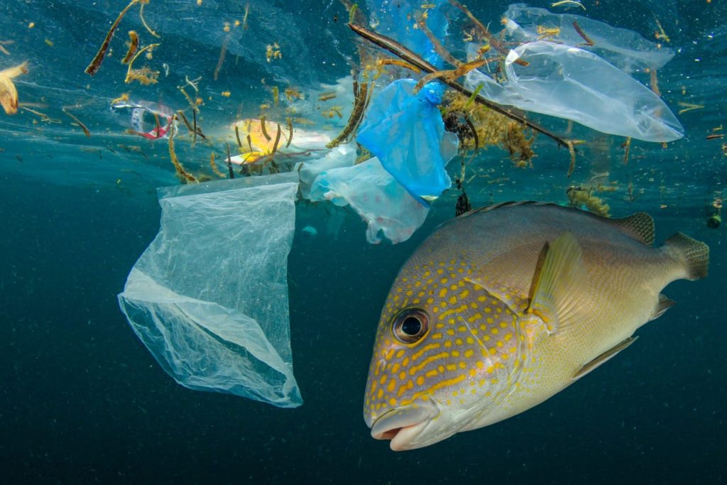 Пластиковые отходы: Не достаточно очистить океан!