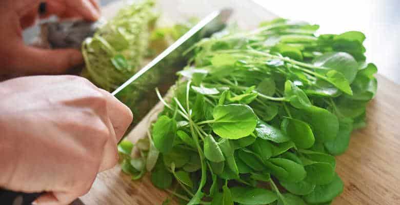 Кресс-салат — простой и доступный суперфуд